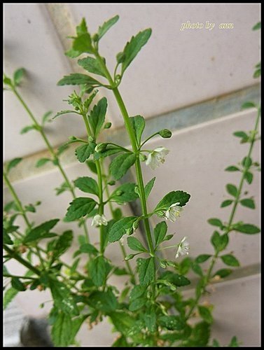 玄參科-野甘草04.jpg