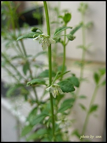玄參科-野甘草03.jpg