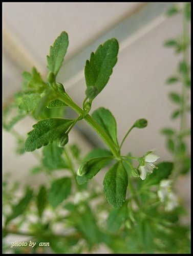 玄參科-野甘草05.jpg