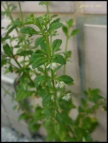 玄參科-野甘草02.jpg