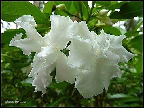 夾竹桃科-馬茶花01.jpg