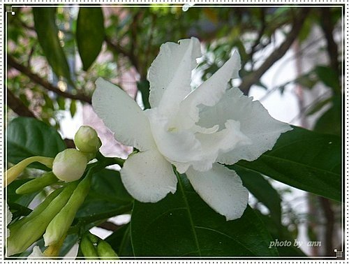 夾竹桃科-馬茶花04.jpg