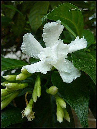 夾竹桃科-馬茶花03.jpg
