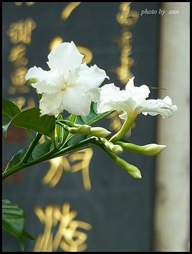 夾竹桃科-馬茶花05.jpg