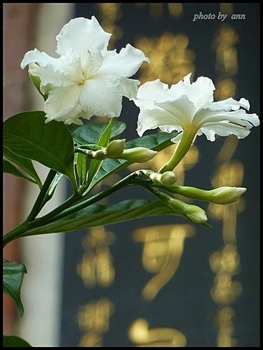 夾竹桃科-馬茶花06.jpg