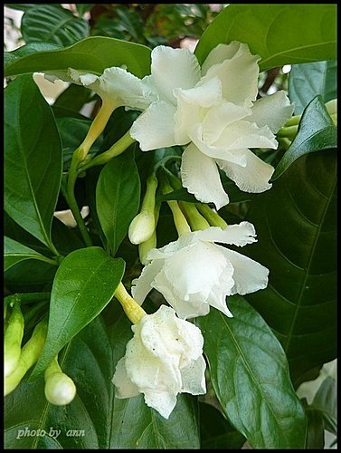 夾竹桃科-馬茶花02.jpg