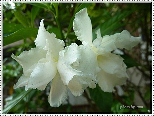 夾竹桃科-馬茶花07.jpg