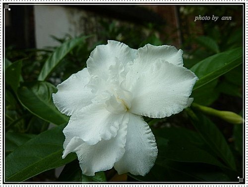 夾竹桃科-馬茶花08.jpg