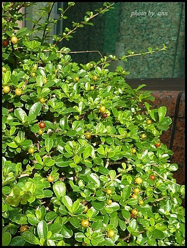紫草科-滿福木(小葉厚殼樹)12.jpg