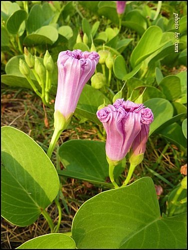 旋花科-馬鞍藤05.jpg