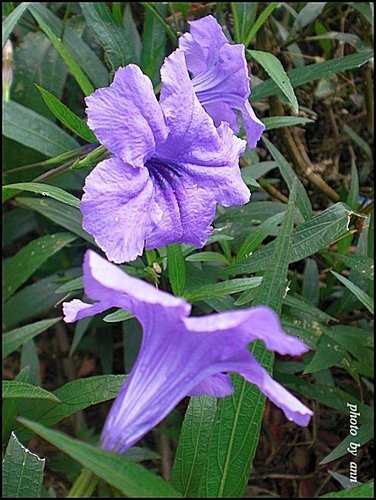 爵床科-翠蘆莉(高性)03.jpg