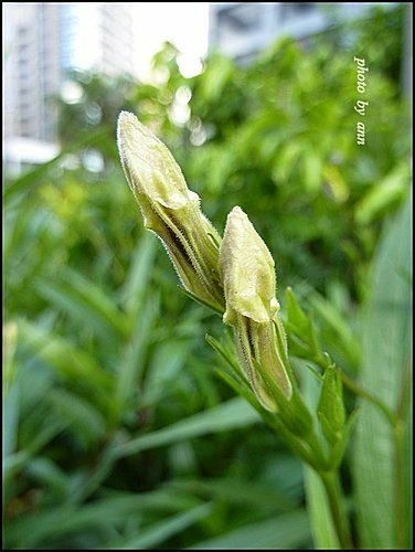 爵床科-翠蘆莉(高性)08.jpg
