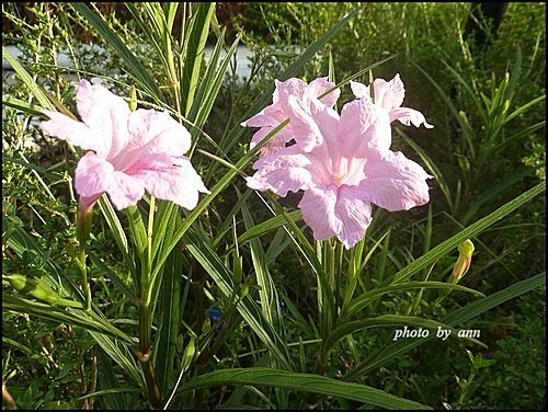 爵床科-翠蘆莉(高性)19.jpg
