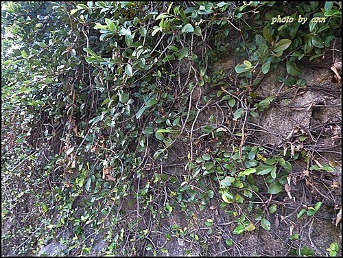 桑科-薜荔03.jpg