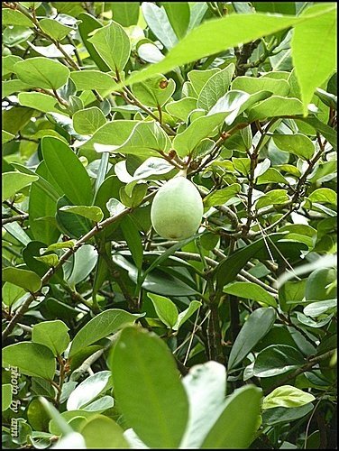 桑科-薜荔04.jpg