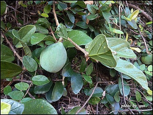 桑科-薜荔05.jpg