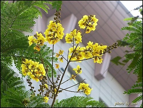 豆科-盾柱木02.jpg