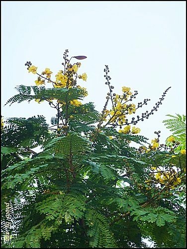 豆科-盾柱木04.jpg