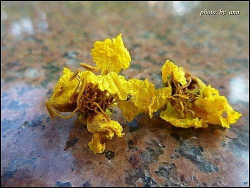 豆科-盾柱木08.jpg