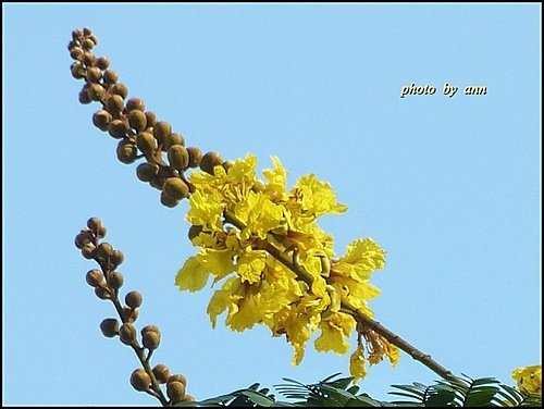 豆科-盾柱木13.jpg