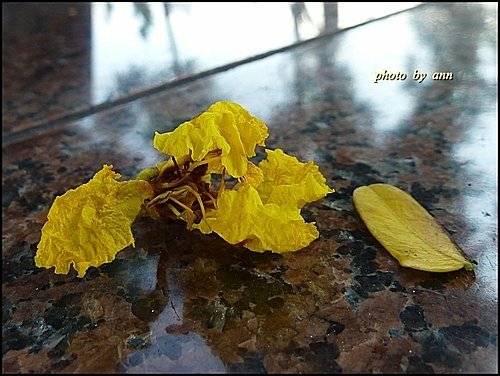 豆科-盾柱木14.jpg