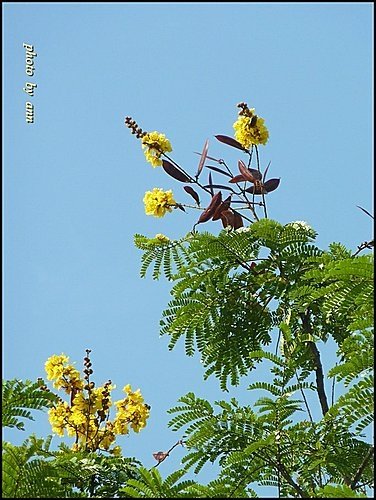 豆科-盾柱木16.jpg