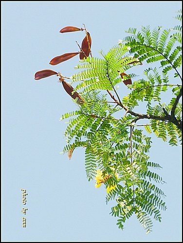 豆科-盾柱木17.jpg