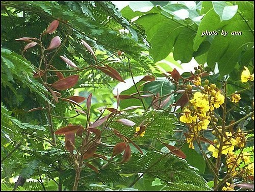 豆科-盾柱木18.jpg
