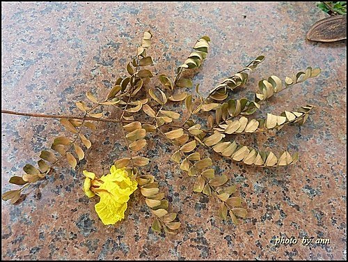 豆科-盾柱木21.jpg