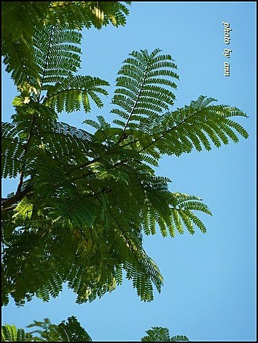 豆科-盾柱木22.jpg