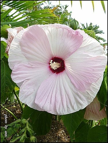 錦葵科-美國芙蓉06.jpg
