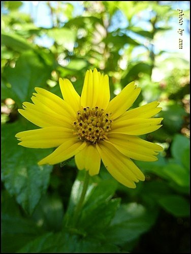菊科-南美蟛蜞菊06.jpg