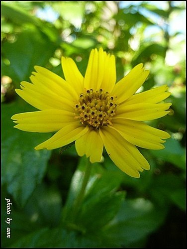 菊科-南美蟛蜞菊05.jpg