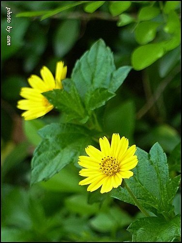 菊科-南美蟛蜞菊09.jpg