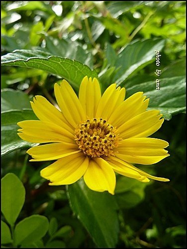菊科-南美蟛蜞菊13.jpg
