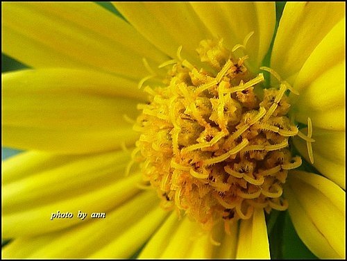 菊科-南美蟛蜞菊15.jpg