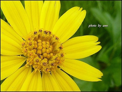 菊科-南美蟛蜞菊18.jpg