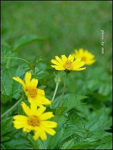 菊科-南美蟛蜞菊24.jpg