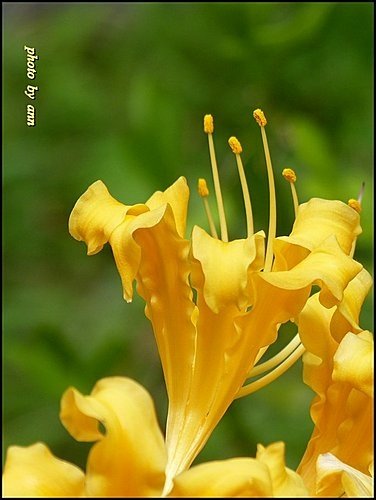 石蒜科-金花石蒜06.jpg