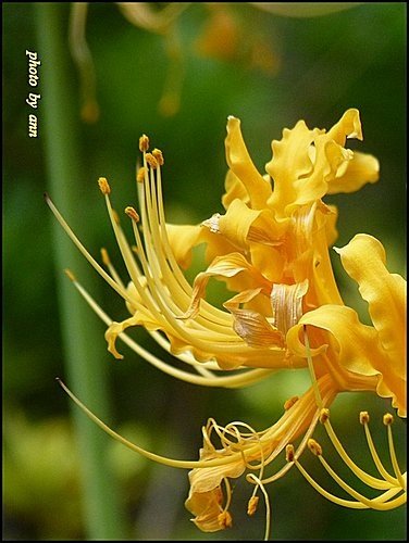 石蒜科-金花石蒜07.jpg