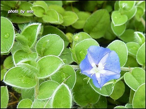 旋花科-土丁桂02.jpg