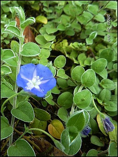 旋花科-土丁桂03.jpg
