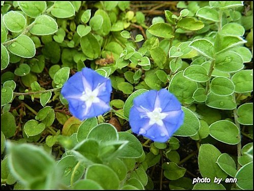 旋花科-土丁桂04.jpg