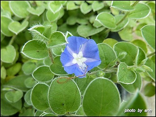 旋花科-土丁桂01.jpg