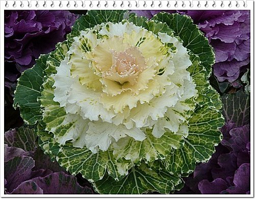 十字花科-葉牡丹02.jpg