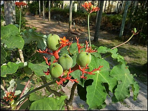 大戟科-珊瑚油桐02.jpg