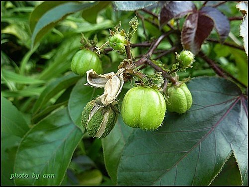 大戟科-紅葉麻瘋樹11.jpg