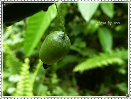 瓜科-垂果瓜20.jpg