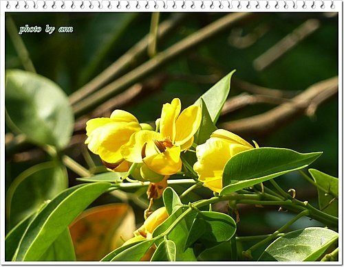 豆科-大花黃槐01.jpg