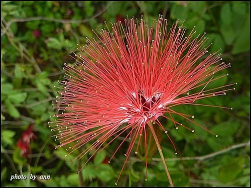 豆科-紅粉撲花10.jpg